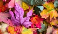 Oferire