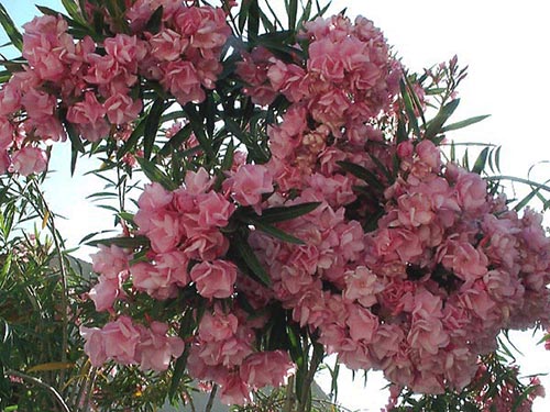 Sursa foto: kabbanet.ro  Leandrul arată ca o plantă inofensivă şi foarte frumoasă, dar este una dintre cele mai otrăvitoare plante cultivate în gospodării