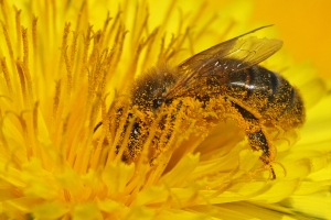 „Tsunami”... de polen, pe Terra